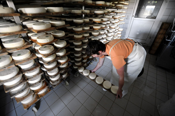 A French cheesemaker sets up wheels of Reblochon, a semi-soft cheese made from raw cow's milk, for maturing in a farm in the French Alps. Anglophone cheesemakers say translating a French government cheese manual will help them make safer raw milk cheese.