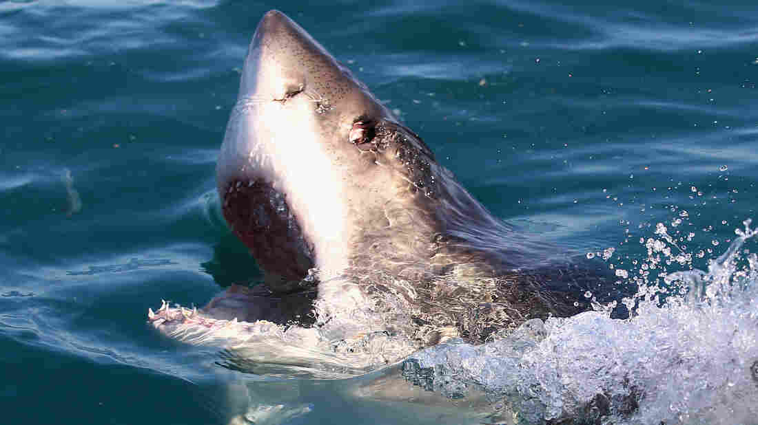Live every week like it's Shark Week.