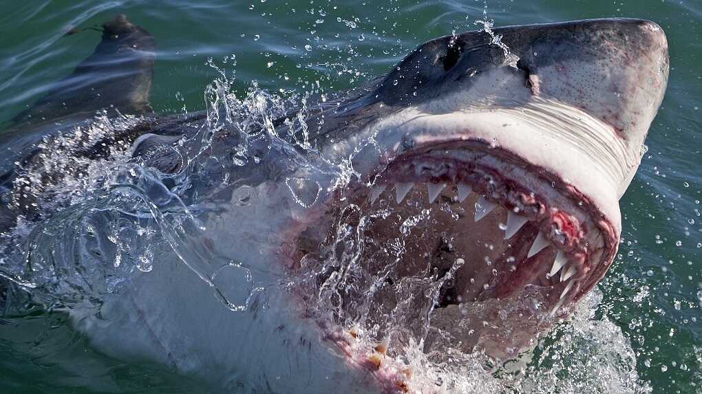 How many teeth does a great white shark have? - Discover Wildlife