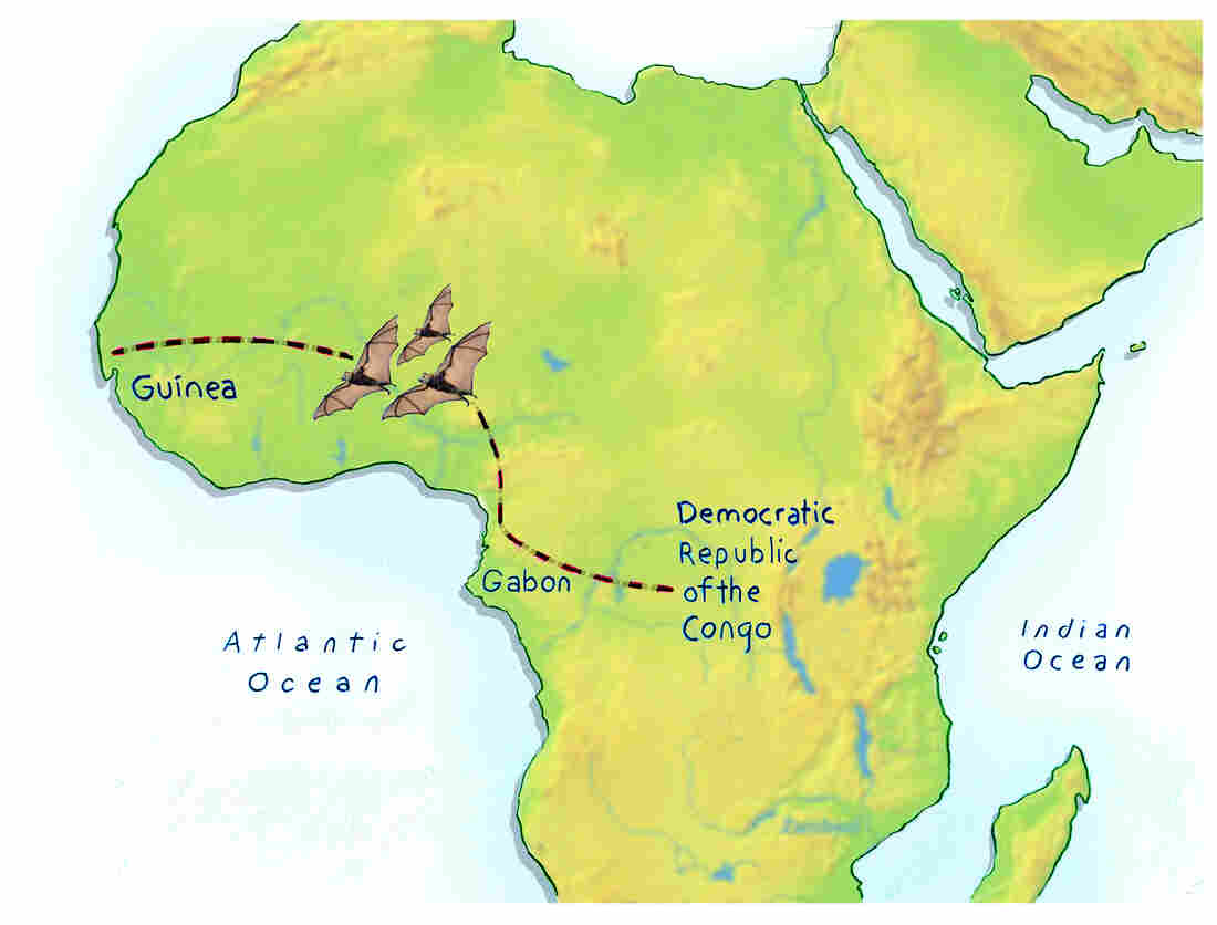 On the wings of bats? Scientists think Ebola may have spread from the heart of Africa to the western tip through migrating bats.