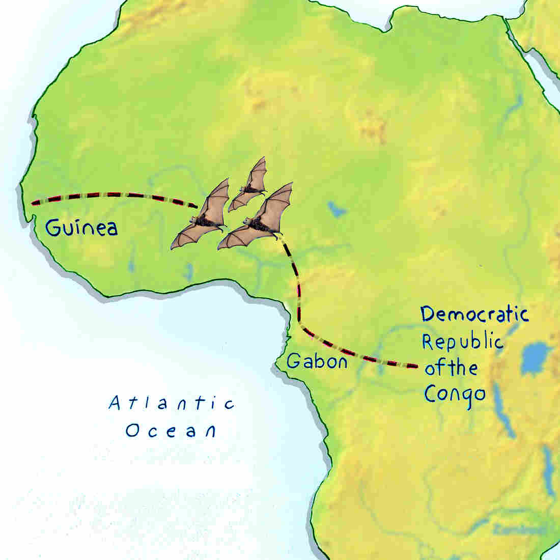 On the wings of bats? Scientists think Ebola may have spread from the heart of Africa to the western tip through migrating bats. On the wings of bats? Scientists think Ebola may have spread from the heart of Africa to the western tip through migrating bats.