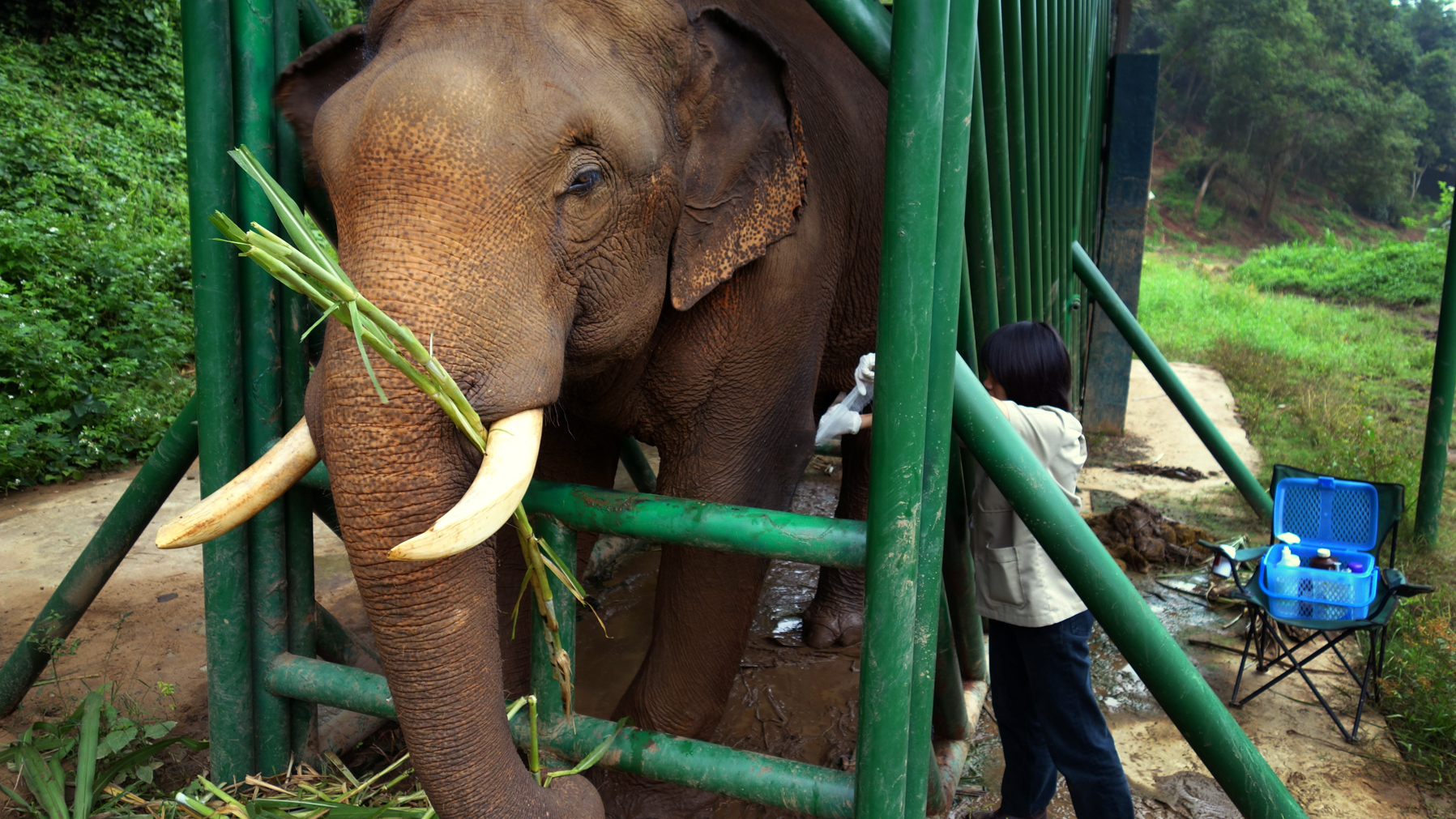 Coffee made from elephant dung