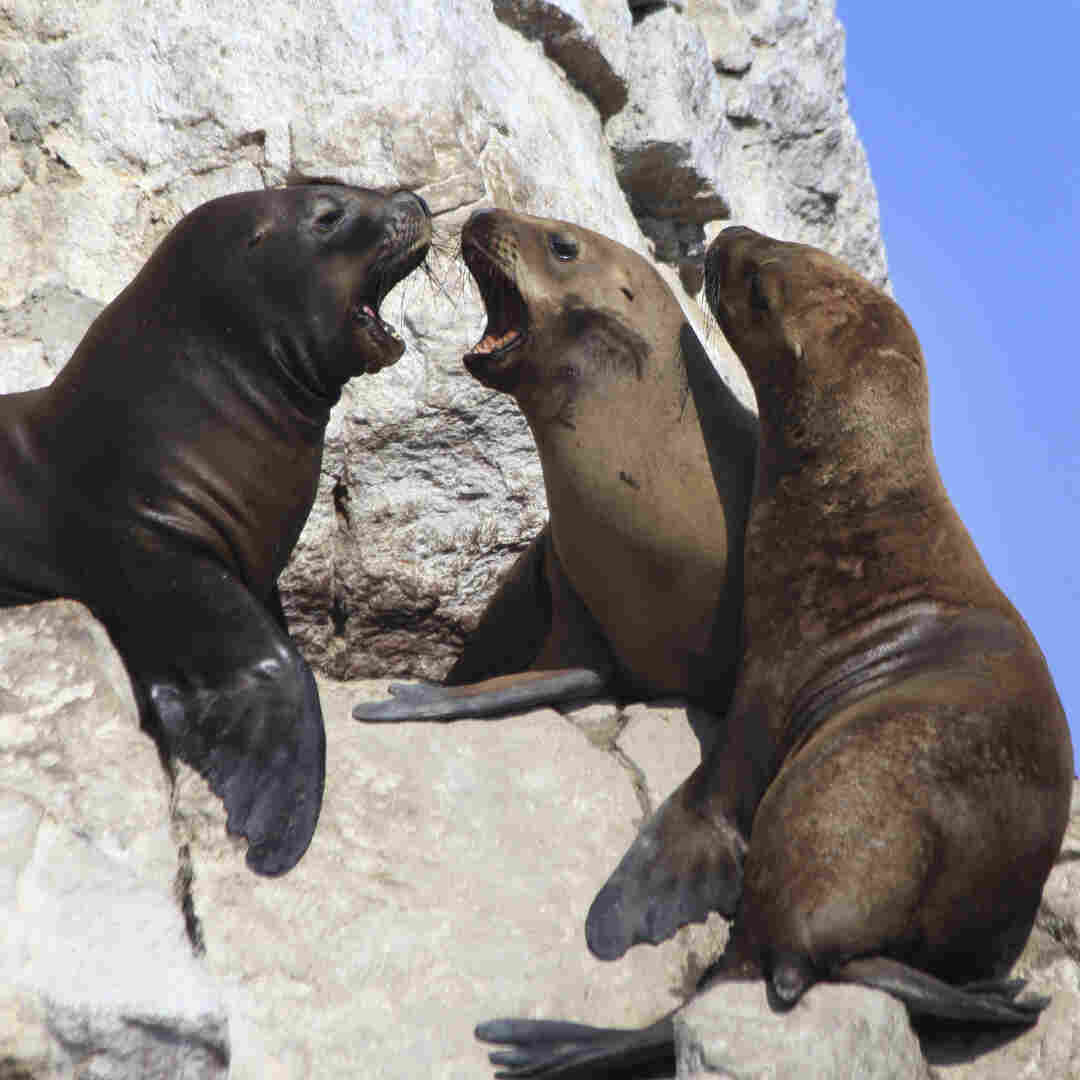 The ancient people of Peru have a spiritual connection to sea lions (shown here at Peru's Paracas national park). They may have had a bacterial connection as well. The ancient people of Peru have a spiritual connection to sea lions (shown here at Peru's Paracas national park). They may have had a bacterial connection as well.