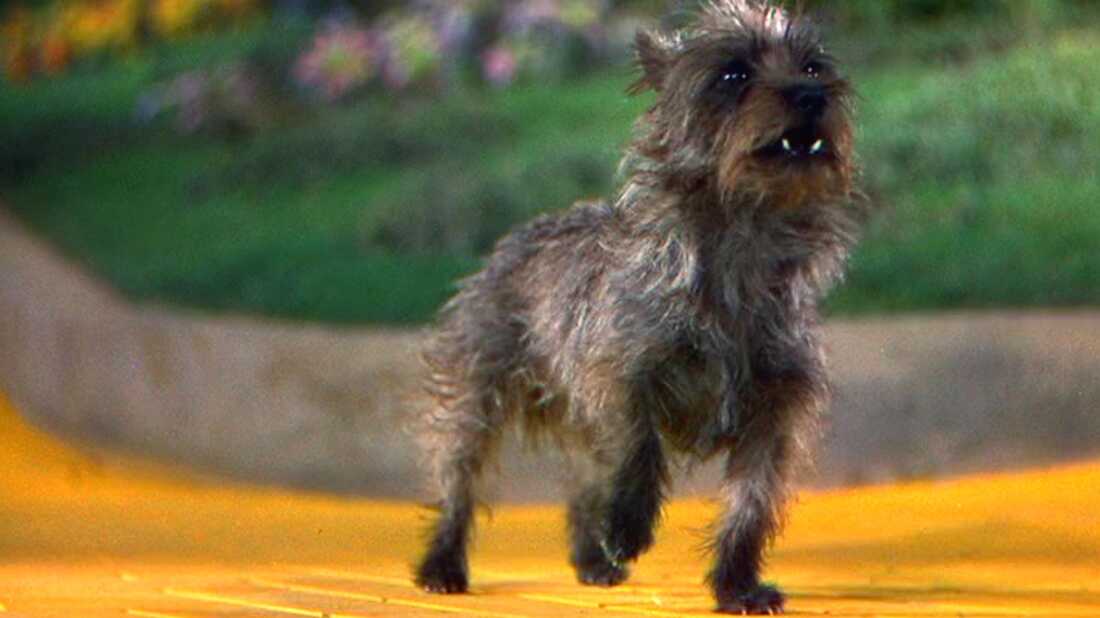 Black Cairn Terrier Toto