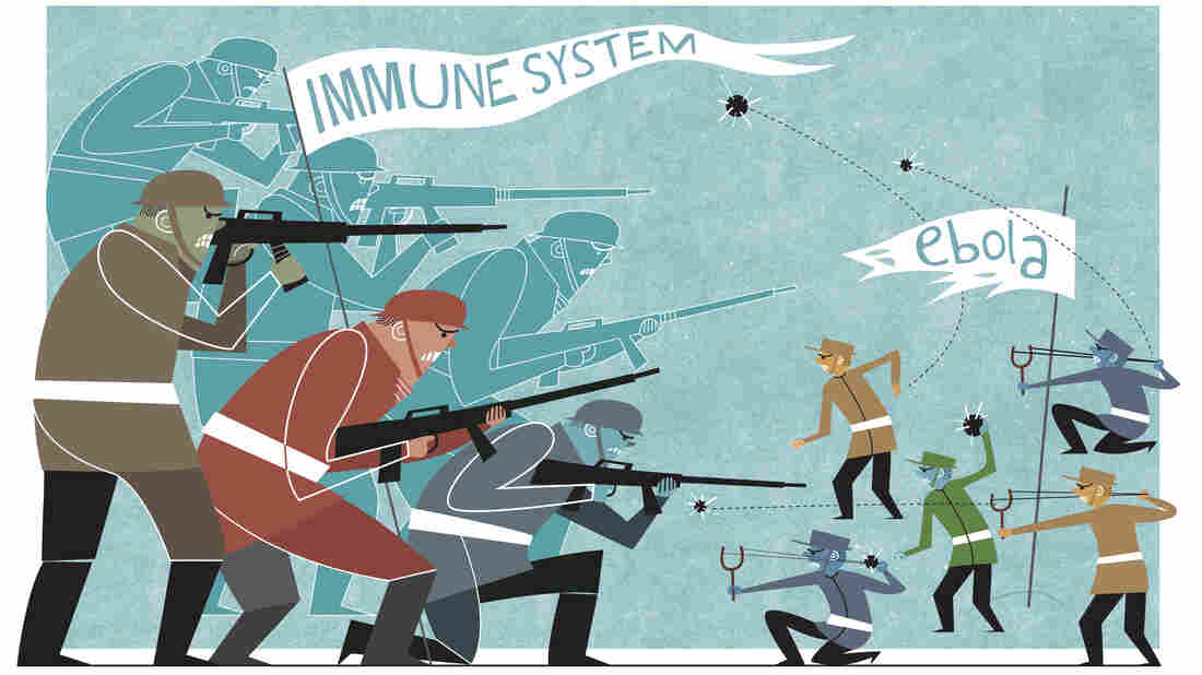 Too strong, too late: A person's immune system eventually gets its act together and mounts a massive attack against Ebola. But in the end, the immune system overreacts and causes huge amounts of collateral damage.