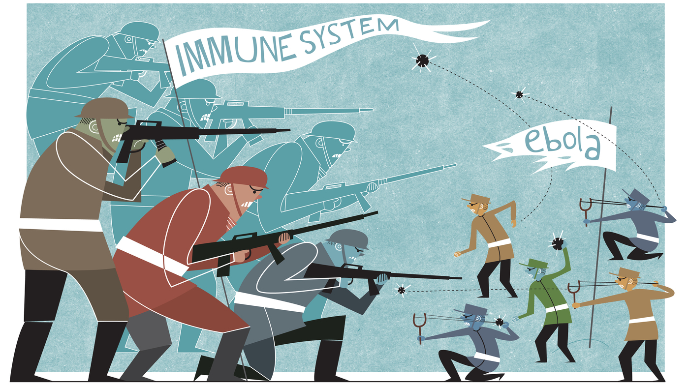 ebola virus fighting does kills kill npr immune system viral person transcription infections lynchpin factor infection its late end causes