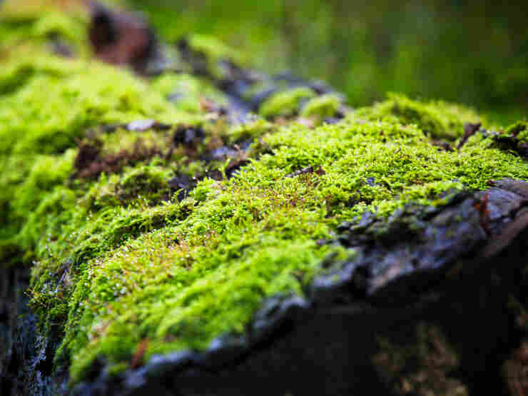 Moss growing on a fallen tree.