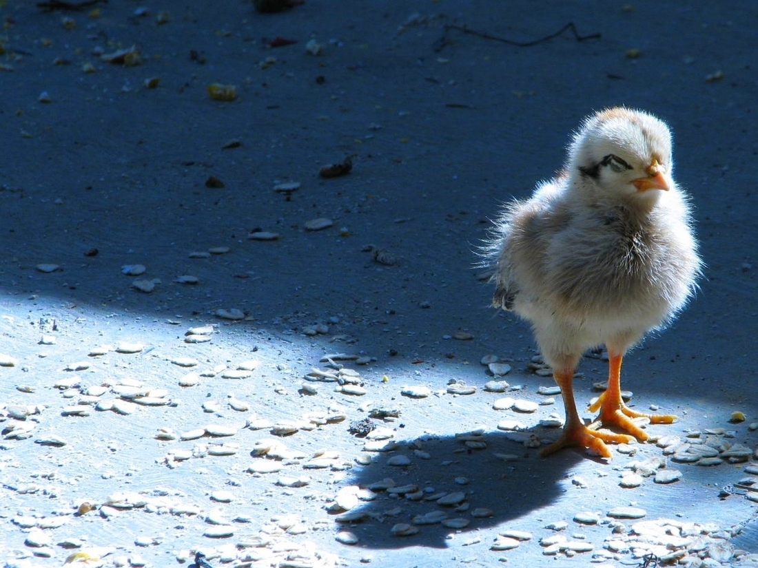 Dead Chickens, A Tiny Motor And The Story Of Alibaba Money NPR