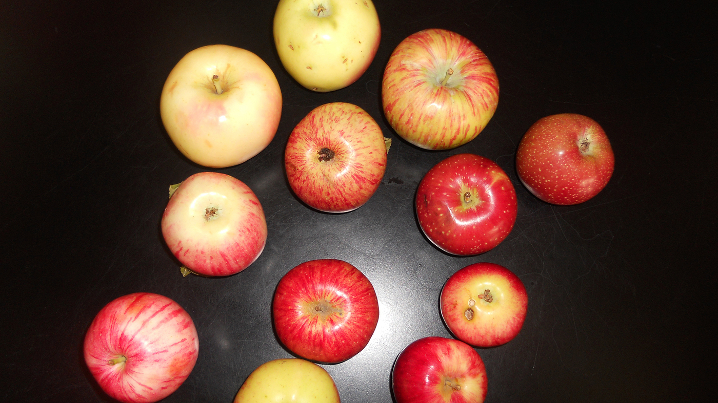 Apple Color - Western Agricultural Research Center