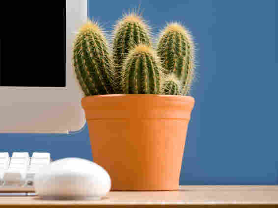 Cactus on a desk.
