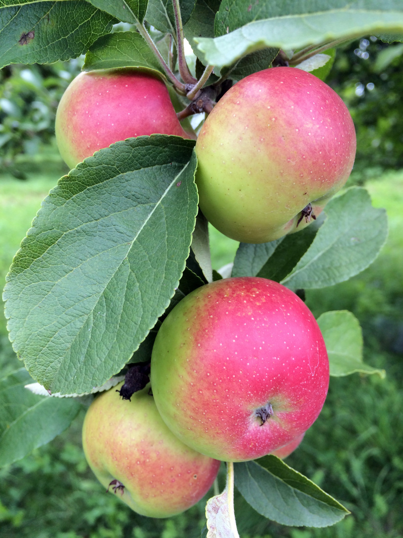 Keeping Heirloom Apples Alive Is 'Like A Chain Letter' Over Many