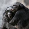 Why Do You Care About Fairness? Ask A Chimp