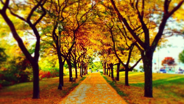 A striking image of autumn trees lining a drive in Vermont. (Instagram)