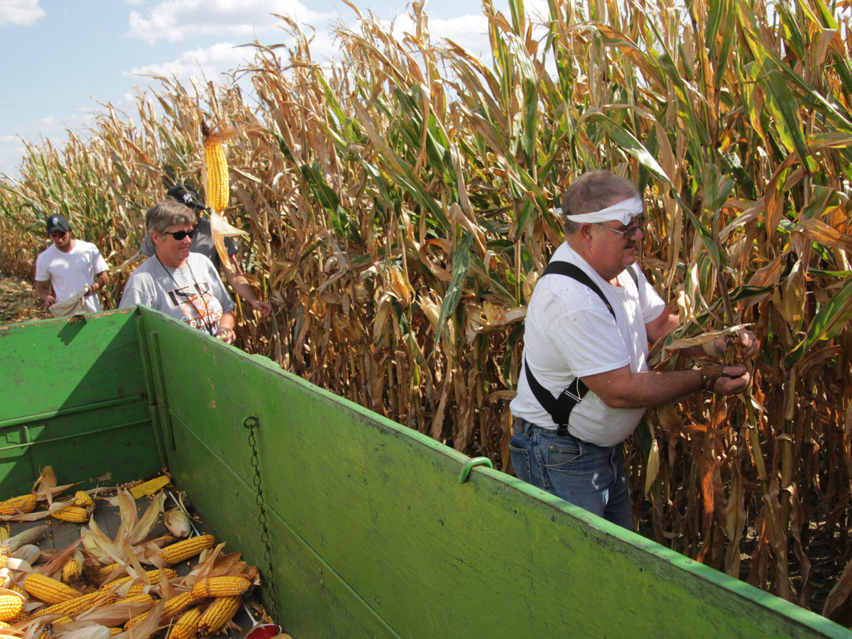 Once A Year, Farmers Go Back To Picking Corn By Hand — For Fun The