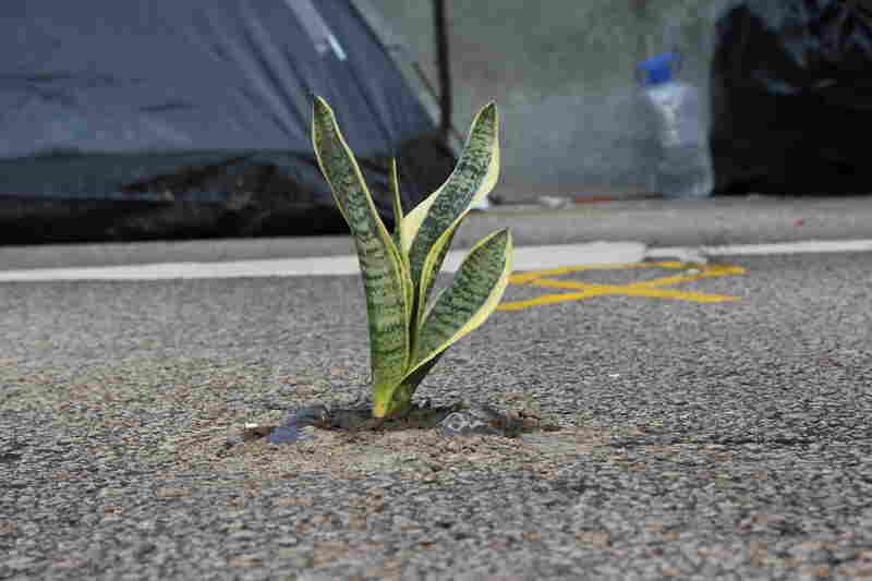Like Hong Kong, the camp is intensely urban, but some protesters have tried to add a touch of green on Harcourt Road.