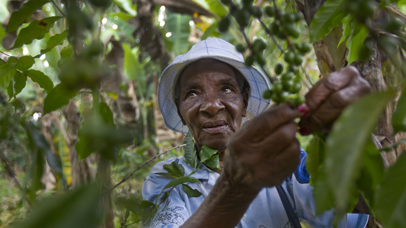 Climate Change Has Coffee Growers In Haiti Seeking Higher Ground The