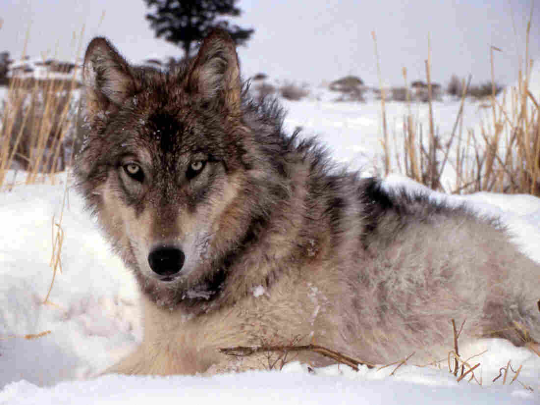 A gray wolf in the wild.