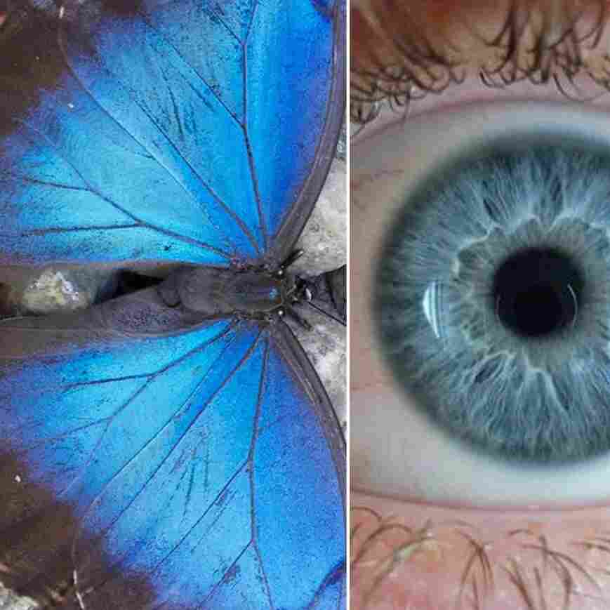 Surprise! Not one of these things contains a single speck of blue pigment.