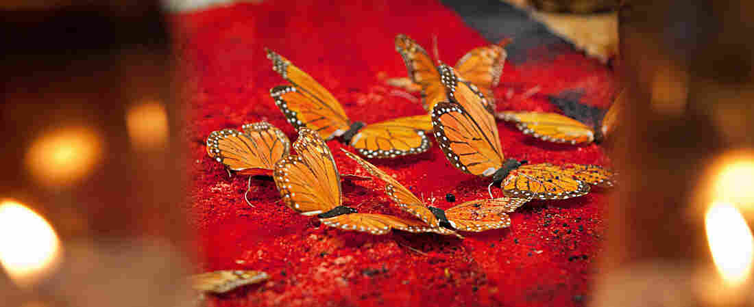 Monarch butterfly: These butterflies, which migrate to Mexico each fall, were believed to be the spirits of the ancestors coming to visit.