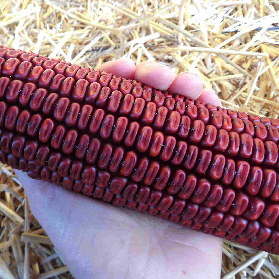 In Kentucky, Heirloom Corn Is Growing In Fields And Heading To The