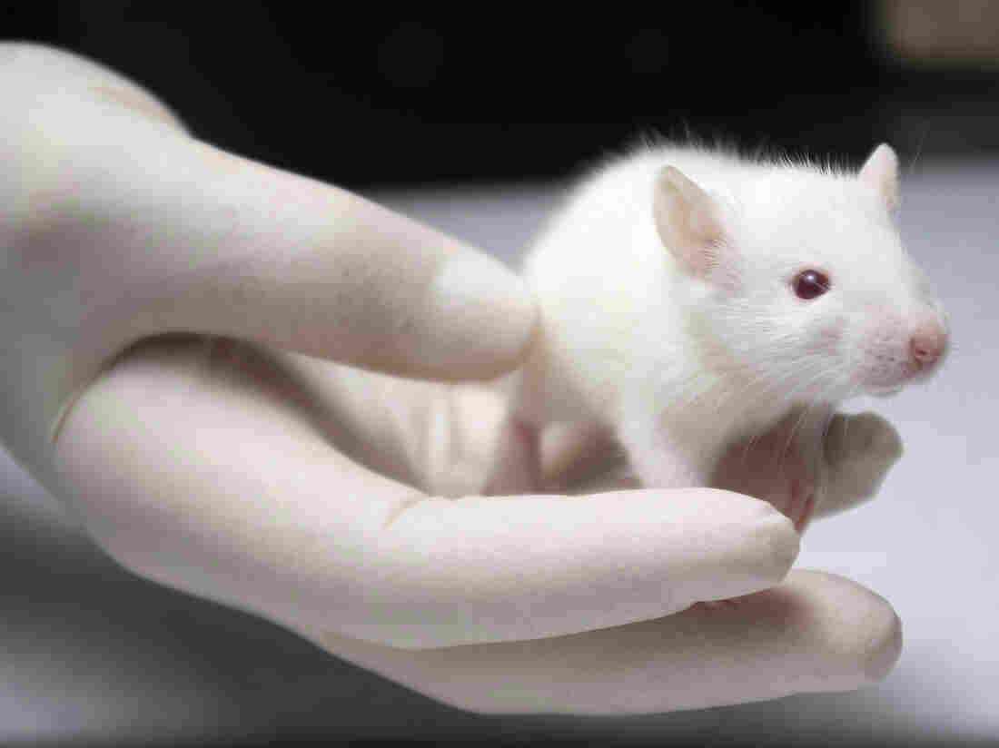 Lab rat.