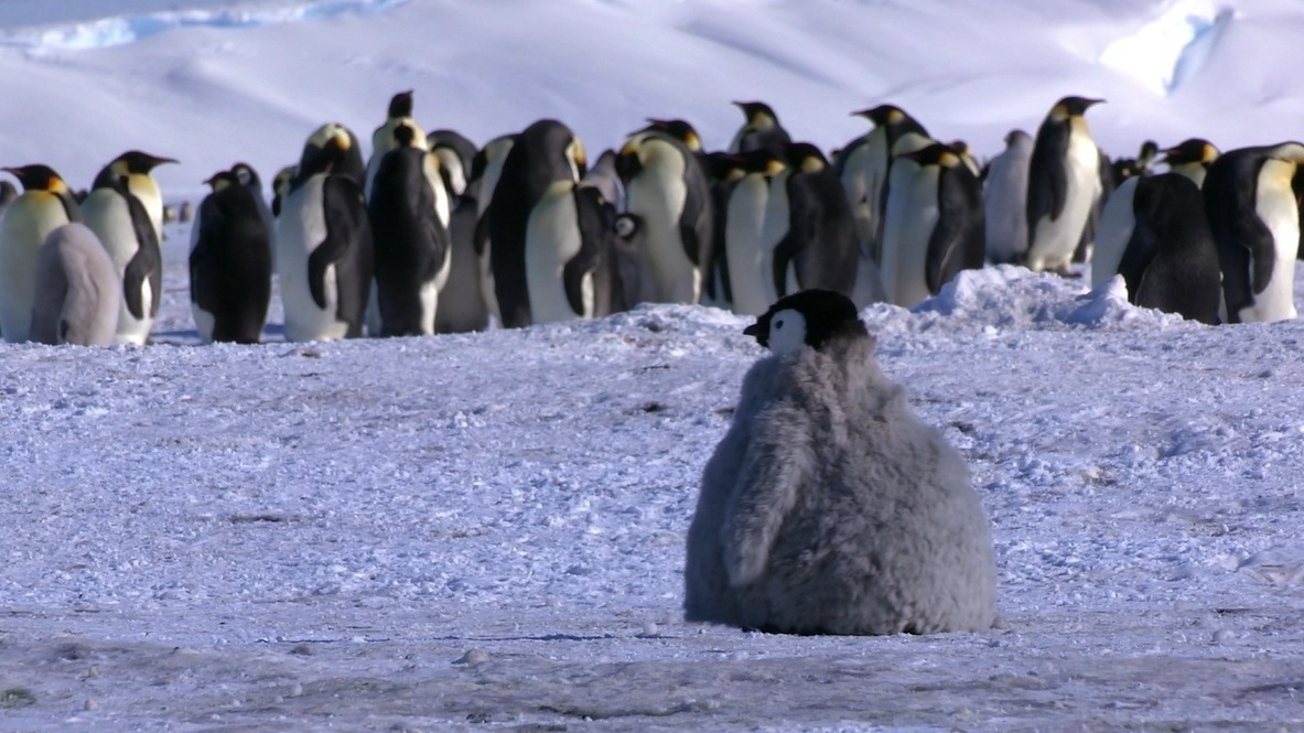 Watch The Robotic Baby Penguin That Spies For Scientists All Tech Considered Npr