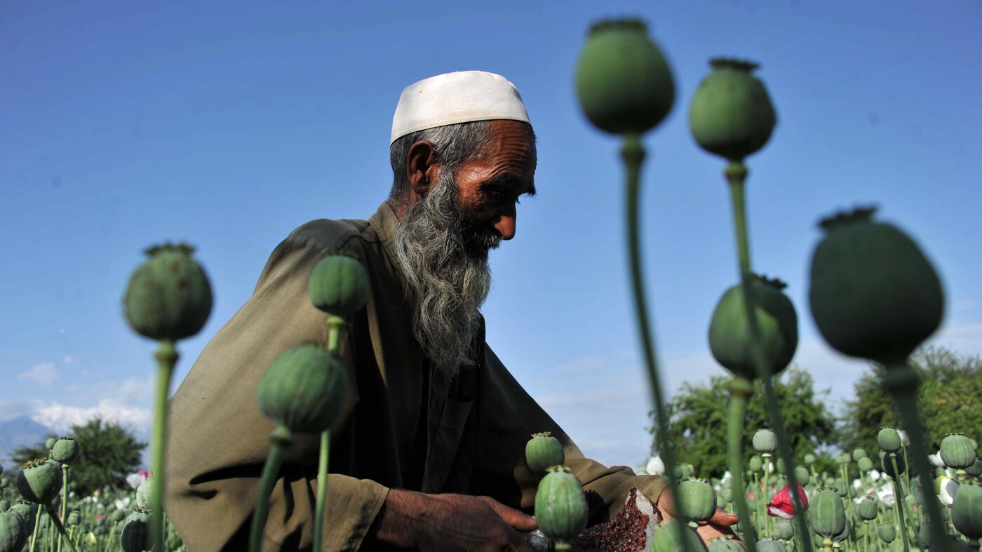 Afghanistans Opium Harvest Sets New Record The Two Way Npr