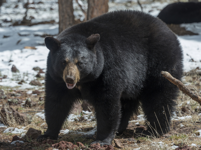 Why The �Invasivores� Haven�t Pounced On Bear Meat The