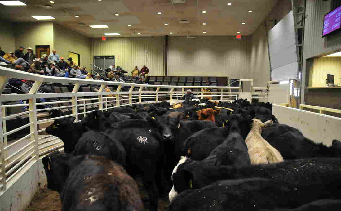 livestock markets south west