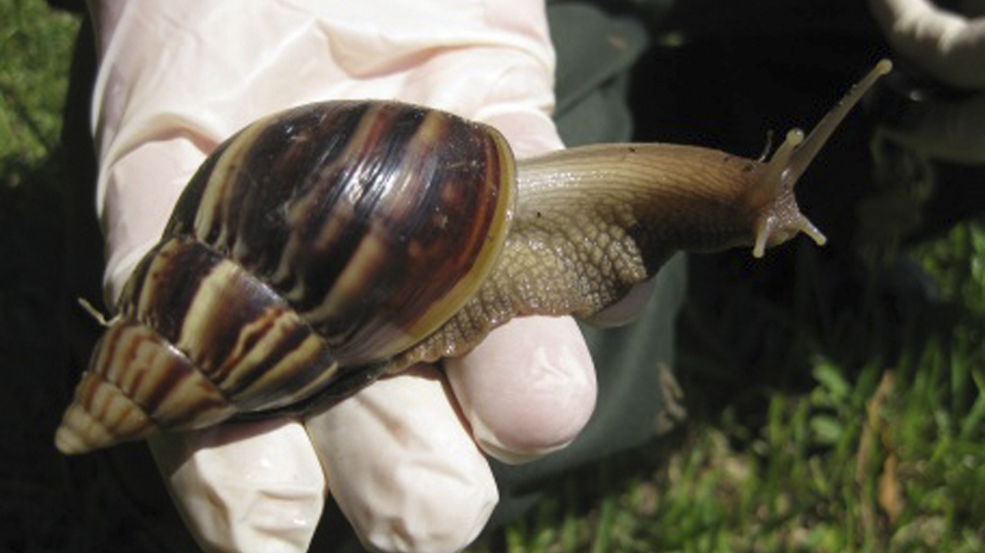 Florida's Hunt For Giant Snails Leads To 'Smelly Easter Eggs' NPR