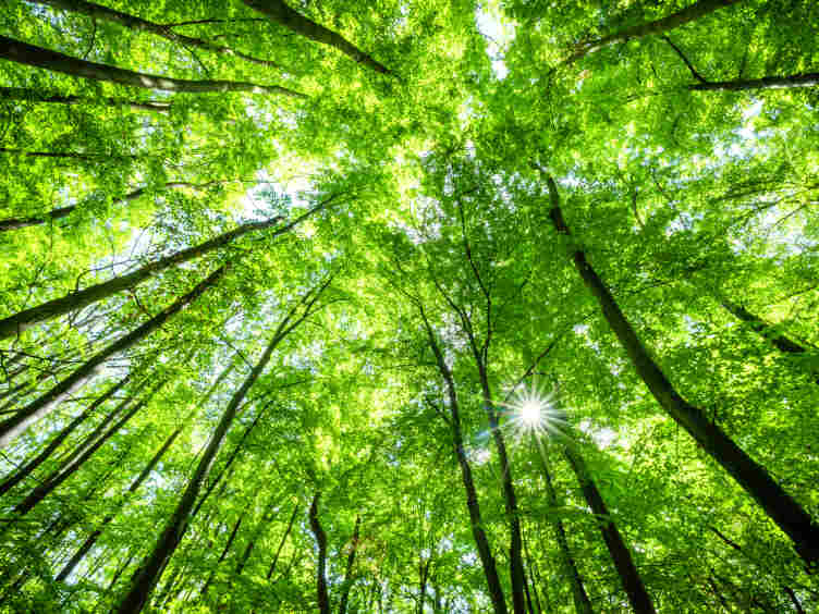 Forest.