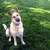 How Dogs Understand What We Say