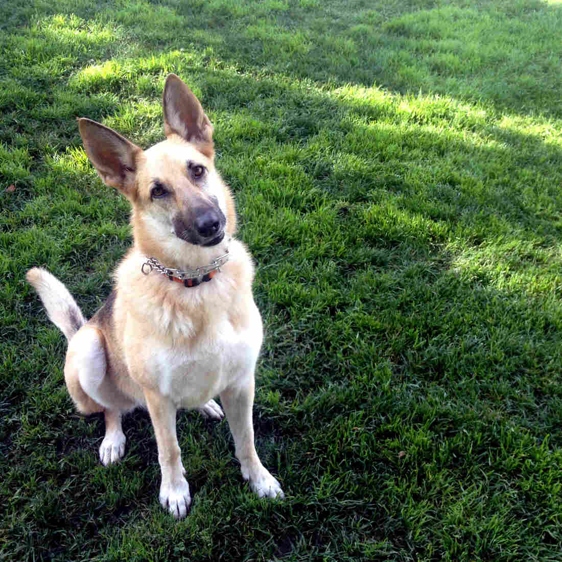 How Dogs Understand What We Say