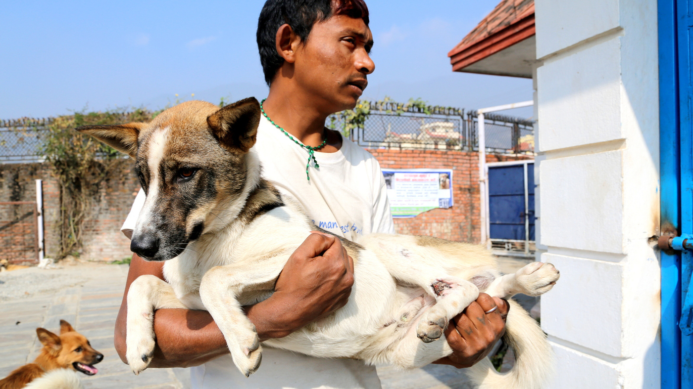 When A Stray Dog's In Trouble, Katmandu's Canine Rescuers Jump To It