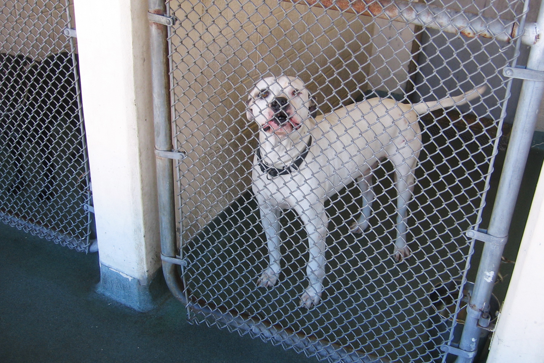 Miami dade dog store pound