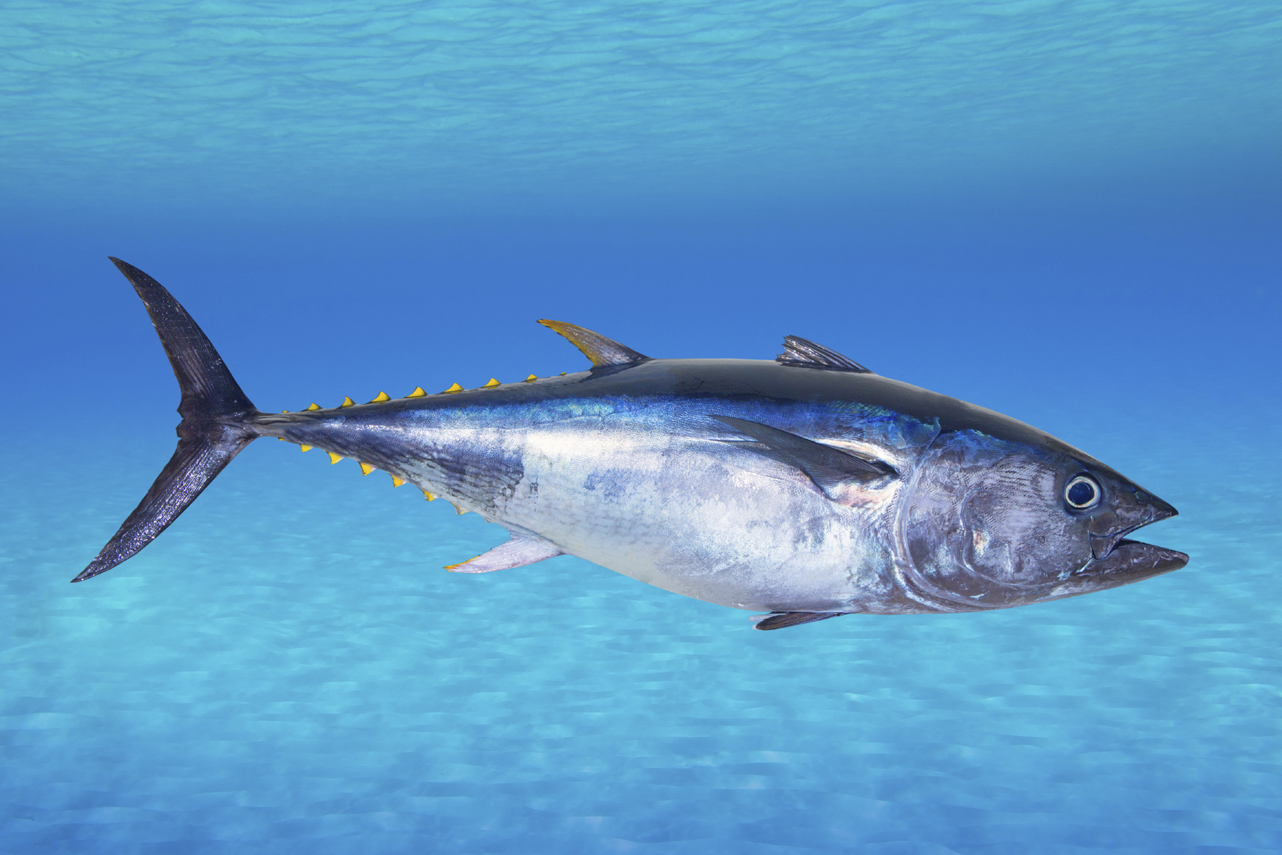 is tuna fish acidic or alkaline