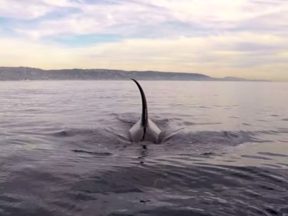 Paddle Boarder Who Wanted To See Orcas Gets An UpClose Look