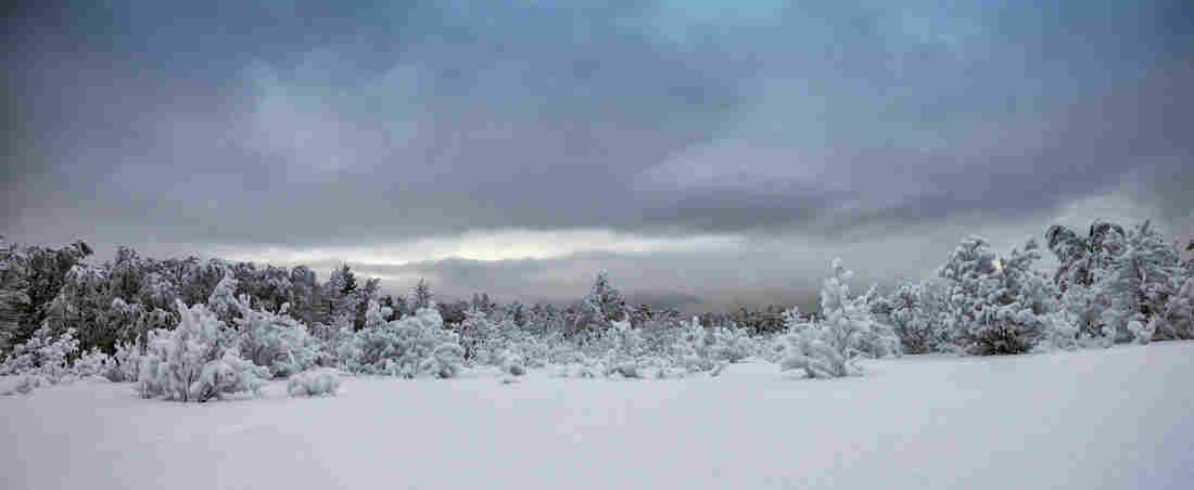 Snowy forest