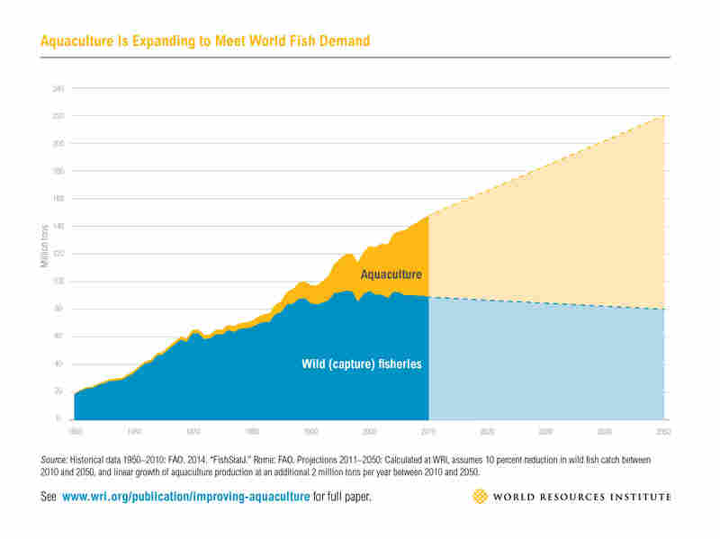 Aquaculture will have to more than double by 2050 to meet the demand for seafood.