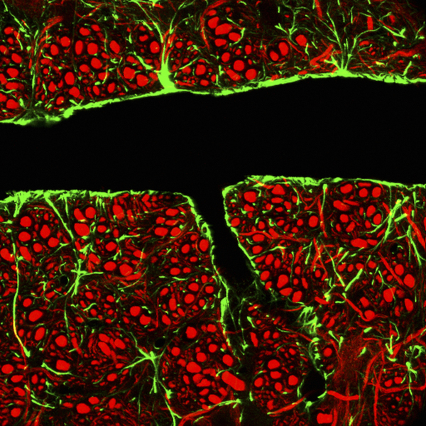 Tightly packed glial cells (green) and nerve cells (red) surround a blood vessel to form a barrier that keeps toxins from reaching delicate brain cells.