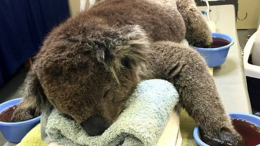 Jeremy the Koala. (BBC Weather)