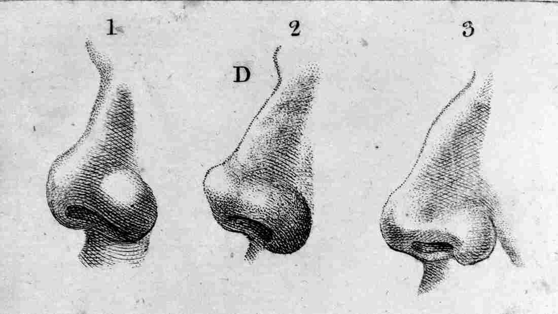 Engravings of noses from 1797.