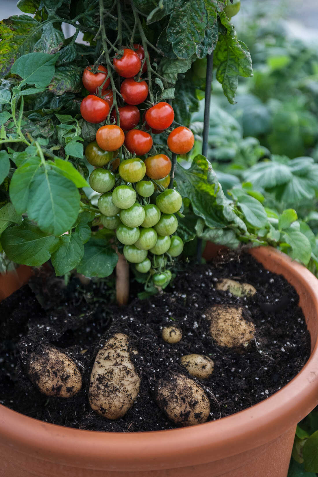 Image of Potato plant and tomato plant growing in a greenhouse