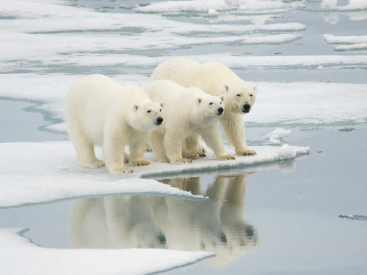 On Thin Ice: Why Ice Loss Matters – Climate Change: Vital Signs of the  Planet