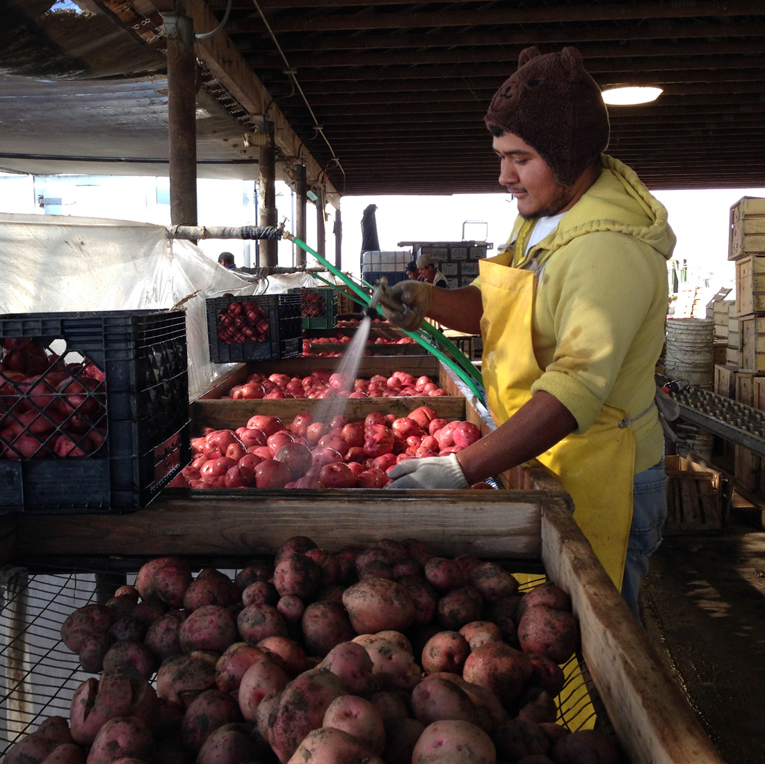 Nahun Villagomez Sanchez washes freshly dug Red LaSoda potatoes at T&D Willey Farms near Madera, Calif. Nahun Villagomez Sanchez washes freshly dug Red LaSoda potatoes at T&D Willey Farms near Madera, Calif.