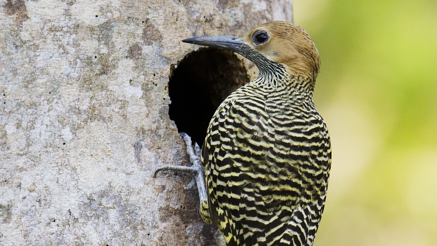 U.S. Biologists Keen To Explore, Help Protect Cuba's Wild Places : NPR