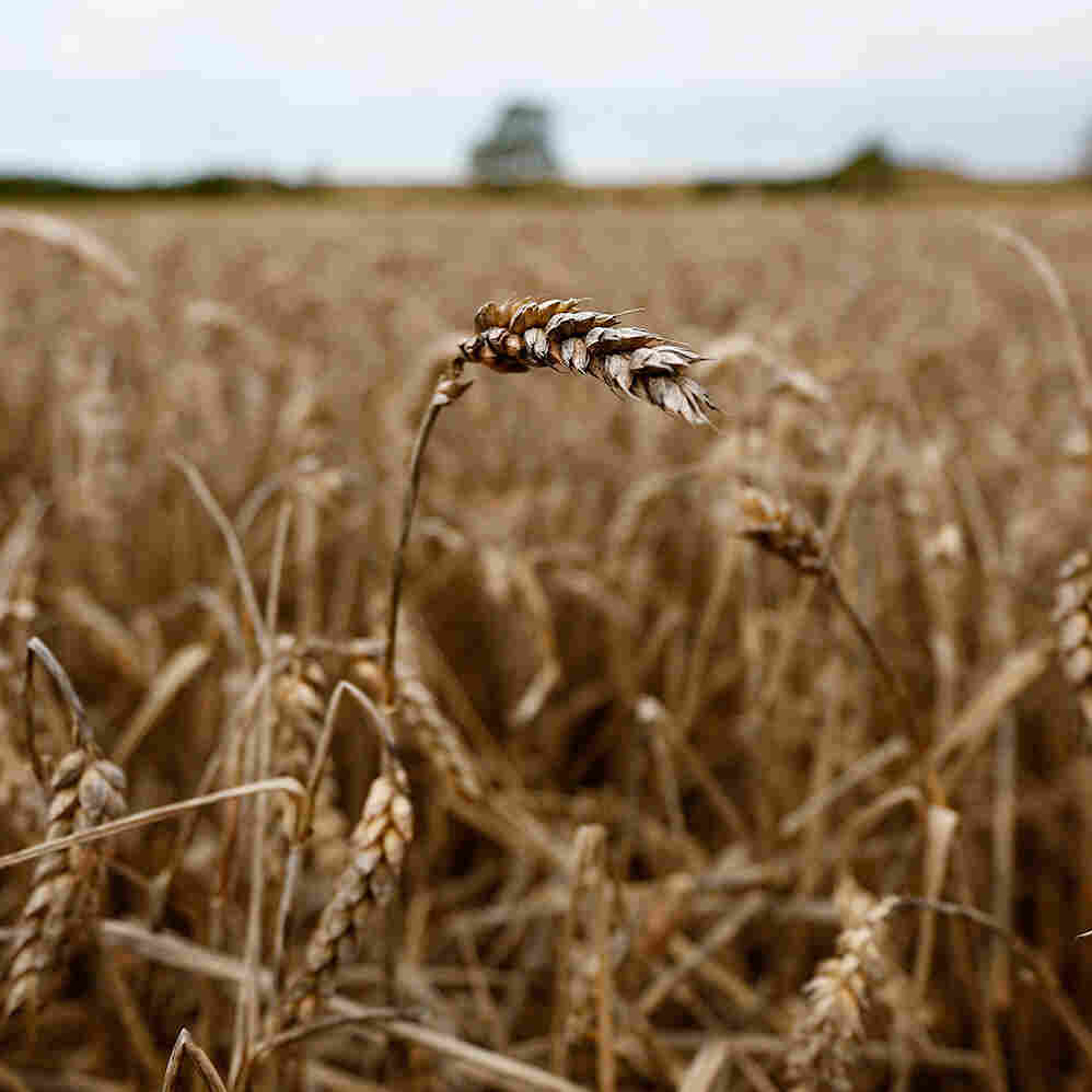 Stone Age Britons Were Eating Wheat 2,000 Years Before They Farmed It
