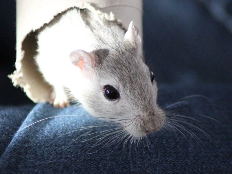 Rats Blamed For Bubonic Plague But Gerbils May Be The Real