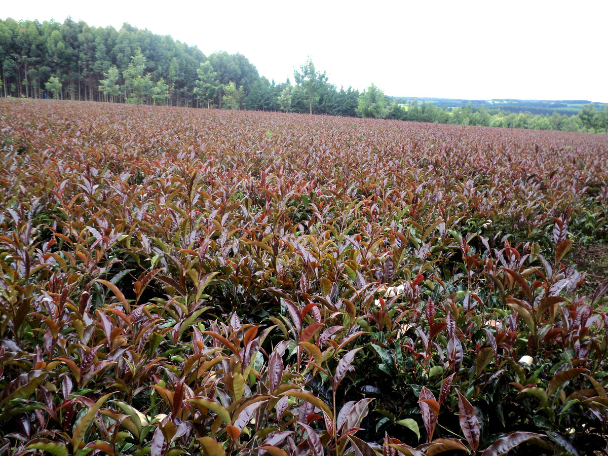 Tea Tuesdays Kenyan Farmers See Green In The Color Purple The Salt NPR