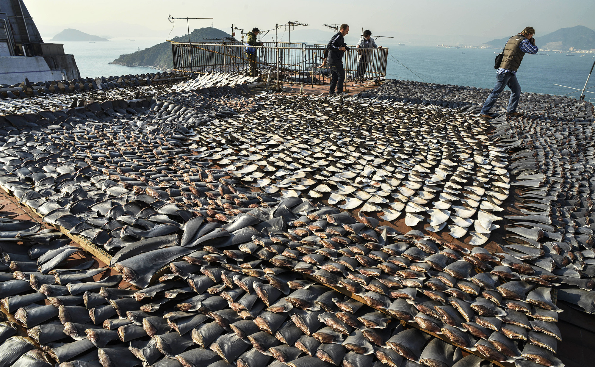 Stop Selling' and Buying Shark Fins - Clean Malaysia